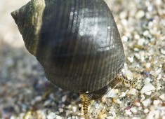 Snail in sand