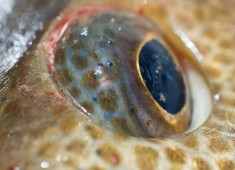 Eye of a Norwegian cod
