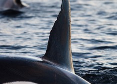 Killerwhales (orcinus orca) in Tysfjord, Norway